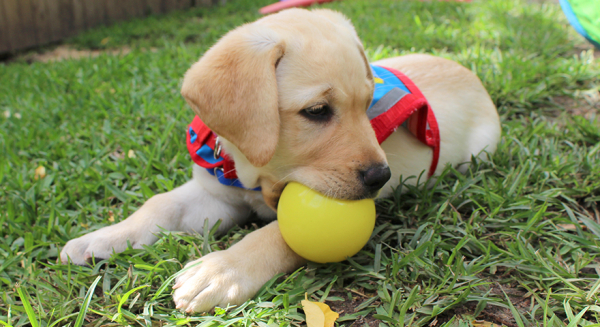 Puppy Education